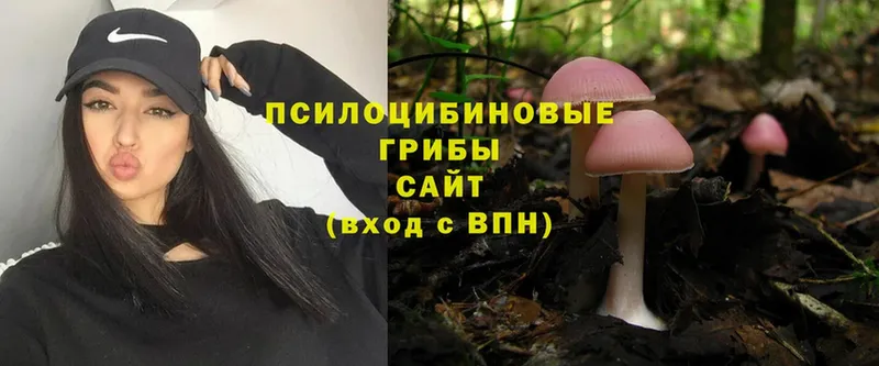 Галлюциногенные грибы Psilocybe  Усть-Лабинск 